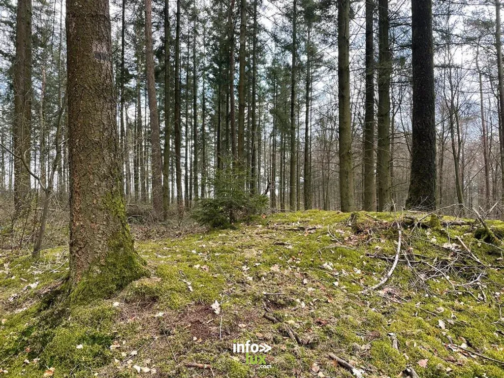 Sous-bois de résineux et tapis de mousse dans une forêt à Attert, en province de Luxembourg